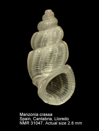 Manzonia crassa (2).JPG - Manzonia crassa(Kanmacher,1798)